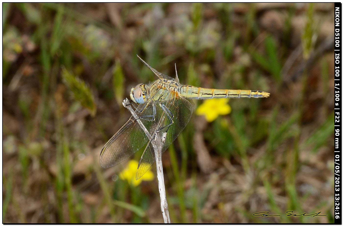 Sympetrum fonscolombii